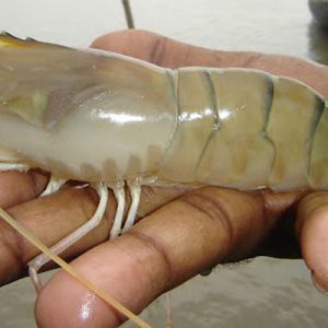 An image of Galda Chingri